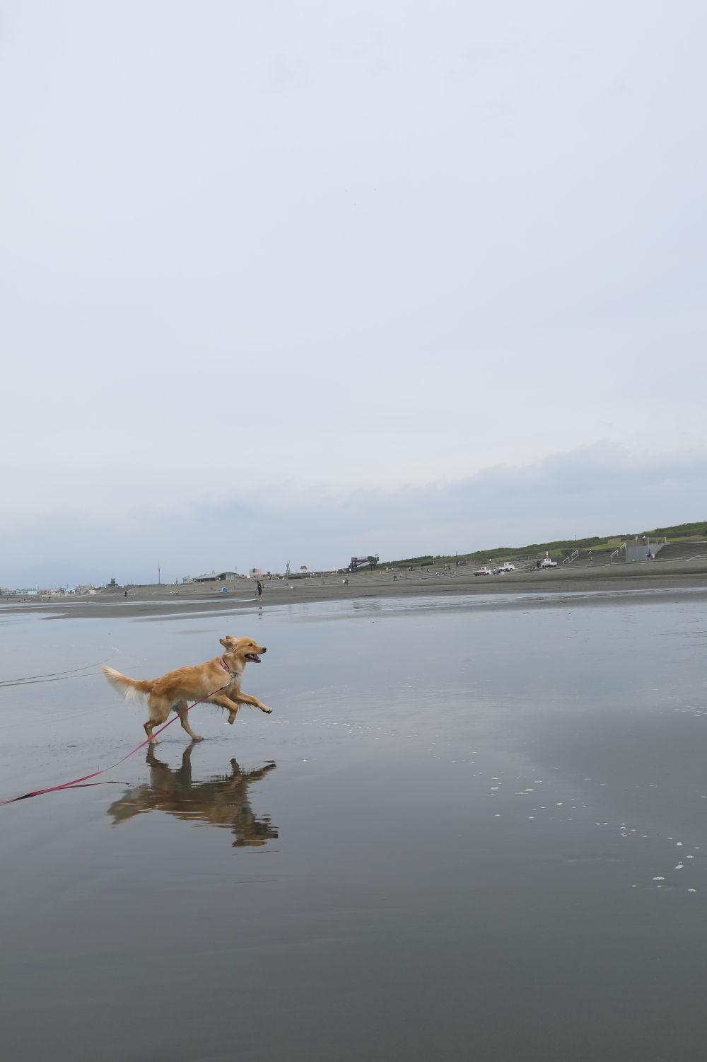 朝の鵠沼海岸♪_b0275998_13490922.jpg
