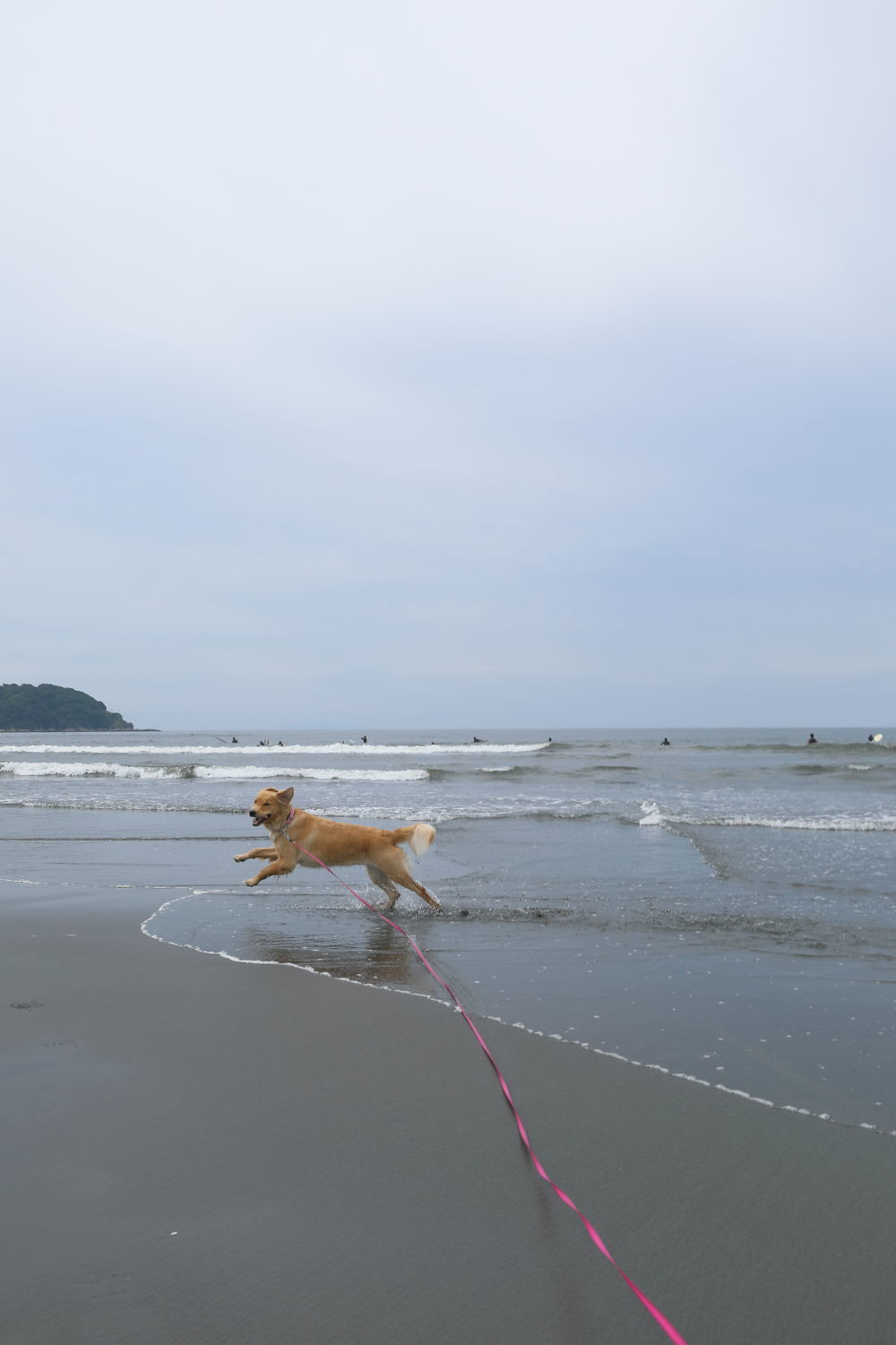 朝の鵠沼海岸♪_b0275998_13491711.jpg