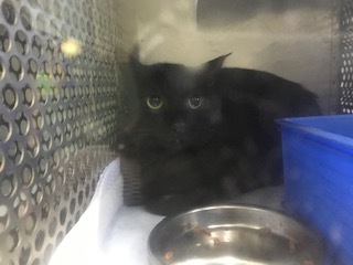 【犬猫・移動先募集】センター(支所)収容(6/26訪問)_f0242002_11372069.jpg