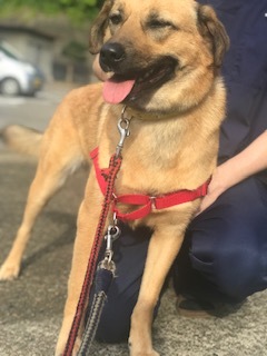 【犬猫・移動先募集】センター(支所)収容(6/26訪問)_f0242002_11373475.jpg