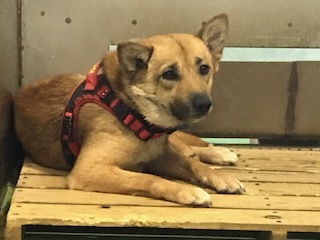 【犬猫・移動先募集】センター(支所)収容(6/26訪問)_f0242002_11380168.jpg