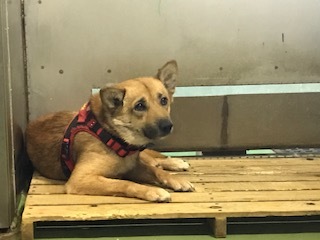 【犬猫・移動先募集】センター(支所)収容(6/26訪問)_f0242002_11381619.jpg