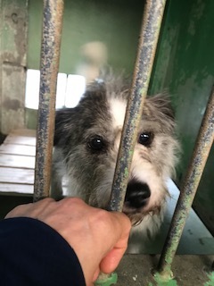 【犬猫・移動先募集】センター(支所)収容(6/26訪問)_f0242002_11383210.jpg