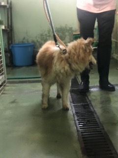 【犬猫・移動先募集】センター(支所)収容(6/26訪問)_f0242002_17531530.jpg