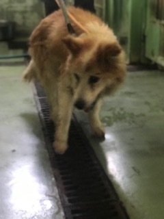 【犬猫・移動先募集】センター（支所）収容（6/26訪問）_f0242002_17532297.jpg