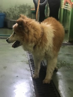 【犬猫・移動先募集】センター(支所)収容(6/26訪問)_f0242002_17533122.jpg