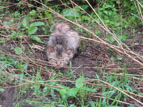 外ねこの身の振りかた_a0203003_06494427.jpg