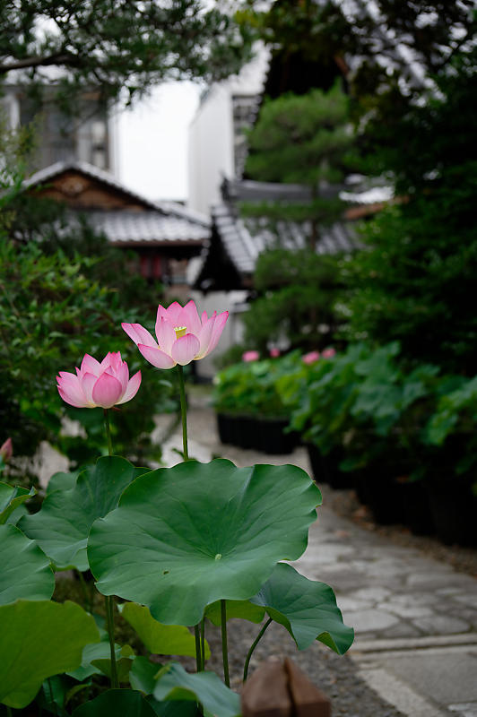 鉢蓮@行願寺(革堂) 其の二_f0032011_17130922.jpg