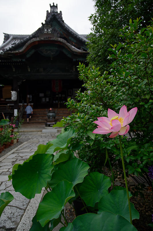 鉢蓮@行願寺(革堂) 其の二_f0032011_17130927.jpg