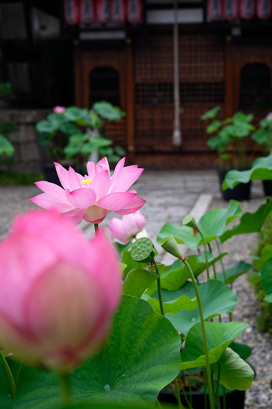 鉢蓮@行願寺(革堂) 其の二_f0032011_17130990.jpg