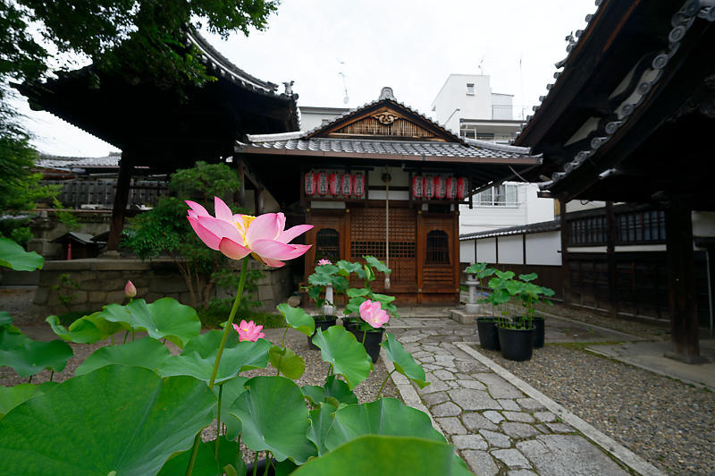 鉢蓮@行願寺(革堂) 其の二_f0032011_17131008.jpg