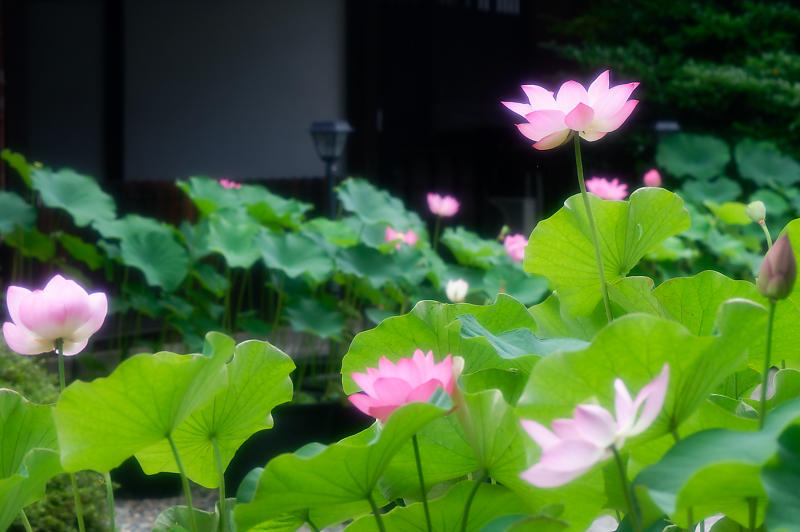 鉢蓮@行願寺(革堂) 其の二_f0032011_17202319.jpg