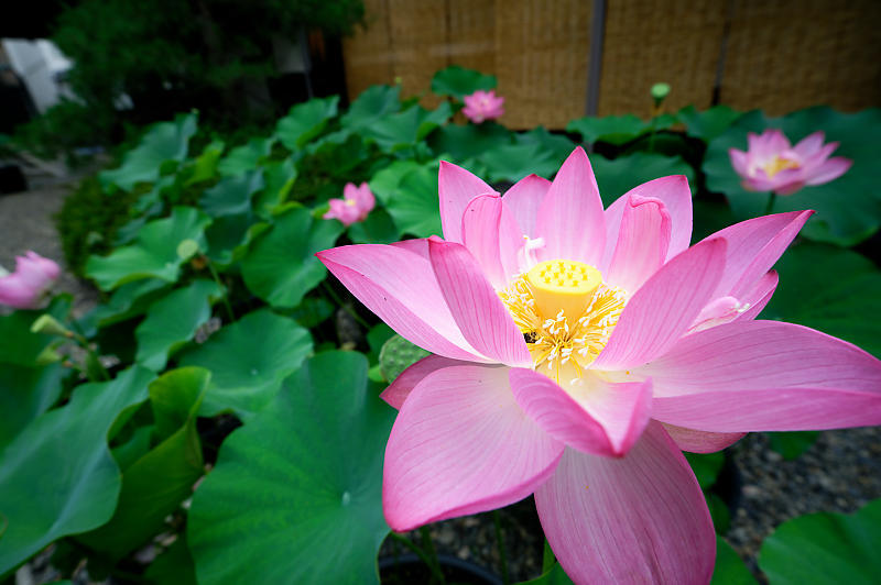 鉢蓮@行願寺(革堂) 其の二_f0032011_17202445.jpg