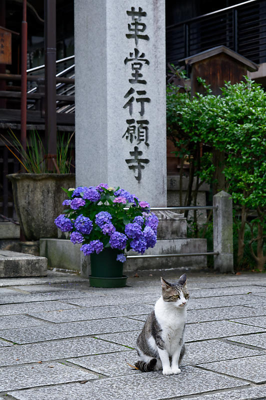 町角ニャンコ・行願寺のニャンコ_f0032011_18030995.jpg