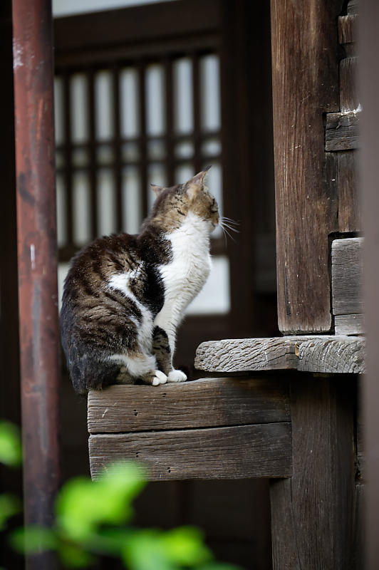 町角ニャンコ・行願寺のニャンコ_f0032011_18070358.jpg