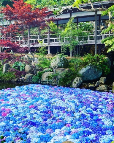 雨引観音の紫陽花 桜川市 ちいさな幸せのある毎日