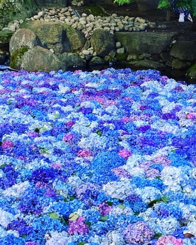 雨引観音の紫陽花 桜川市 ちいさな幸せのある毎日