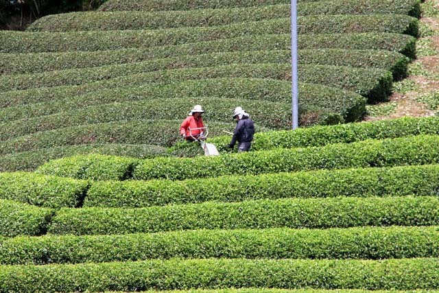 宇治茶の郷　和束_e0048413_16572888.jpg