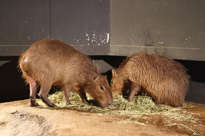 アクアパーク品川 アクアジャングル カピバラ兄弟 続々 動物園ありマス アクアパーク品川 アクアジャングル カピバラ兄弟 続々 動物園ありマス