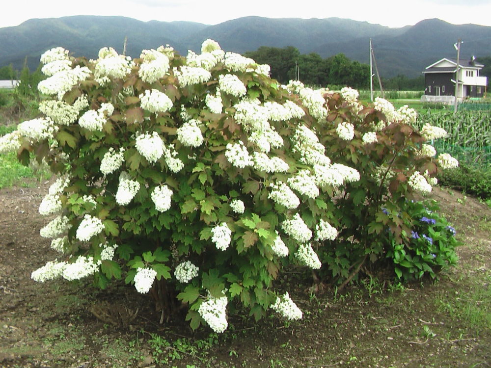 数値実験のおもしろさ(50年前の問題ですが)_c0335218_13255388.jpg