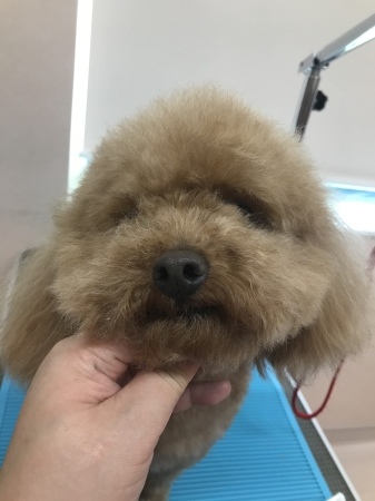 トリミング Before After 13 トイプードル編 白石区 東区 札幌市白石区のきたのさと動物病院 併設札幌 どうぶつ皮膚科 耳科センター トリミング Before After 13 トイプードル編 白石区 東区 札幌市白石区のきたのさと動物病院 併設札幌 どうぶつ皮膚科 耳科センター