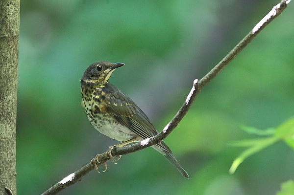 自己満足か?クロツグミの若鳥_e0413627_10070758.jpg