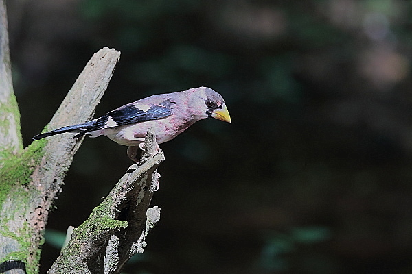 紫色の胸は汚れ?イカルの若鳥_e0413627_10201649.jpg