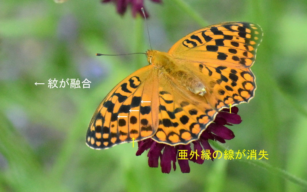 何故気が付かなかった斑紋異常_e0405343_16591153.jpg