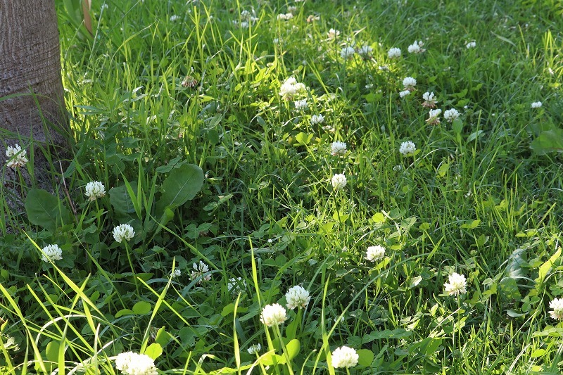 7月3日（金）庭の花　 続き　１_b0250154_06372037.jpg