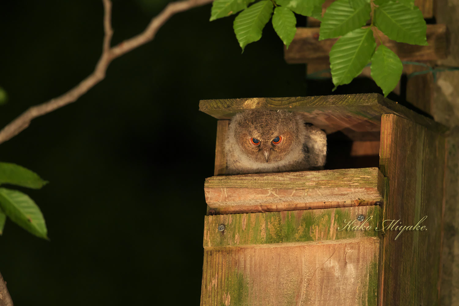 オオコノハズク Sunda Scops Owl 八東ふる里の森 ぼちぼち と 野鳥大好き O