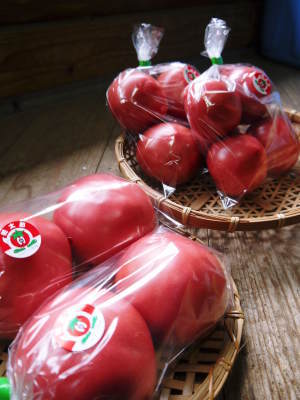 樹上完熟の朝採りトマト 最旬食材!大好評販売中!朝採り収穫の様子を現地取材!_a0254656_19351547.jpg