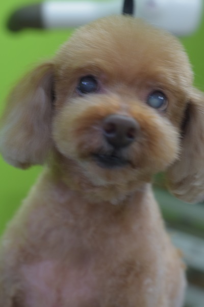 チャッピーちゃんママ、差しれありがとうございます!_b0347262_10045530.jpg