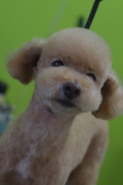 チャッピーちゃんママ、差しれありがとうございます!_b0347262_10050018.jpg