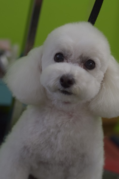 チャッピーちゃんママ、差しれありがとうございます!_b0347262_10050525.jpg