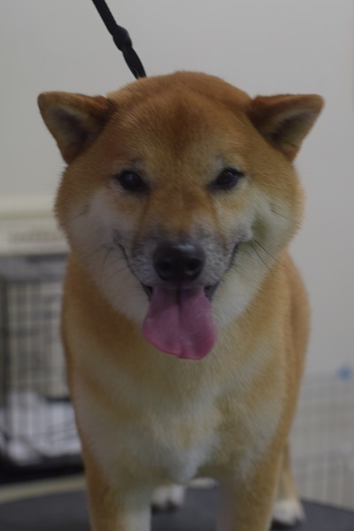 チャッピーちゃんママ、差しれありがとうございます!_b0347262_10051116.jpg