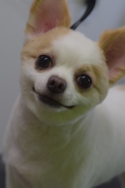 チャッピーちゃんママ、差しれありがとうございます!_b0347262_10065799.jpg