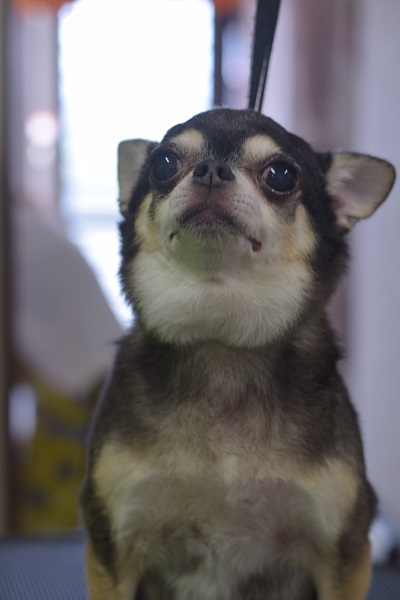 チャッピーちゃんママ、差しれありがとうございます!_b0347262_10071099.jpg