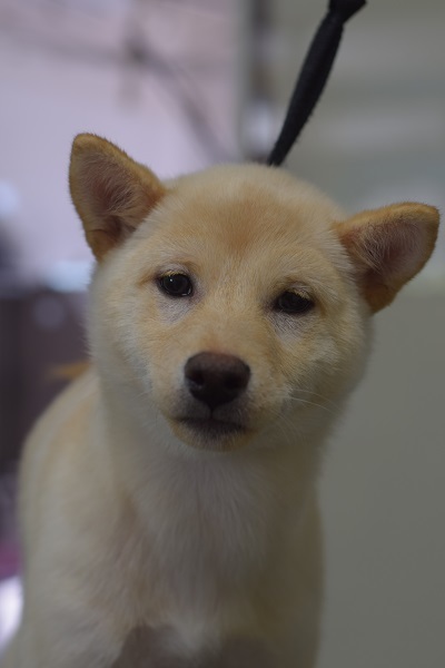 チャッピーちゃんママ、差しれありがとうございます!_b0347262_10071666.jpg