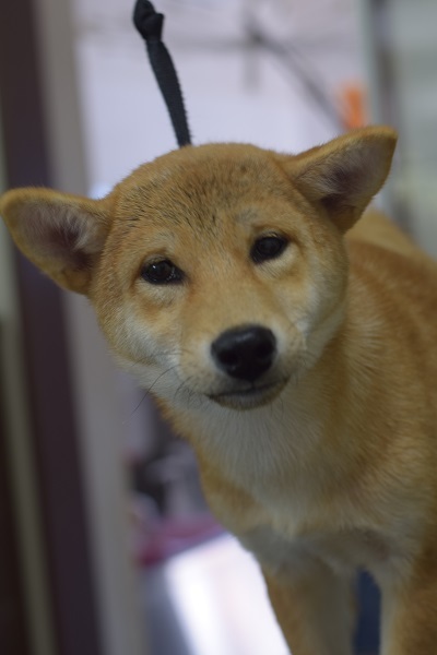 チャッピーちゃんママ、差しれありがとうございます!_b0347262_10072956.jpg