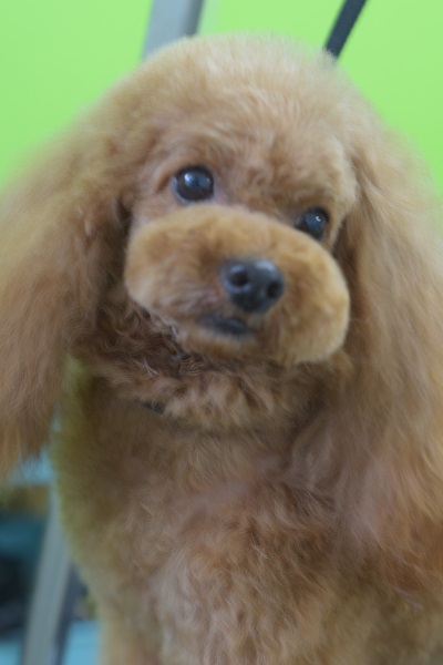 チャッピーちゃんママ、差しれありがとうございます!_b0347262_10073400.jpg