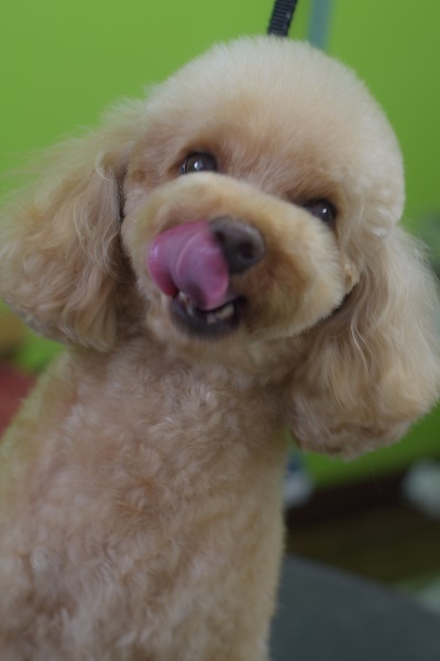 チャッピーちゃんママ、差しれありがとうございます!_b0347262_10074206.jpg