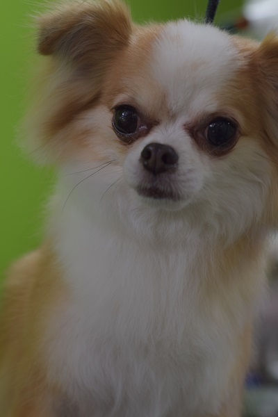 チャッピーちゃんママ、差しれありがとうございます!_b0347262_10075428.jpg