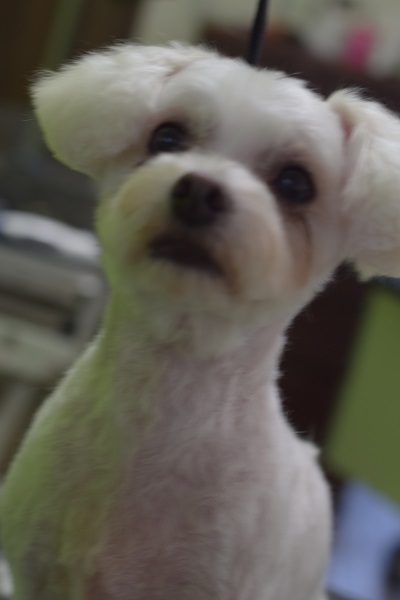 チャッピーちゃんママ、差しれありがとうございます!_b0347262_10080078.jpg