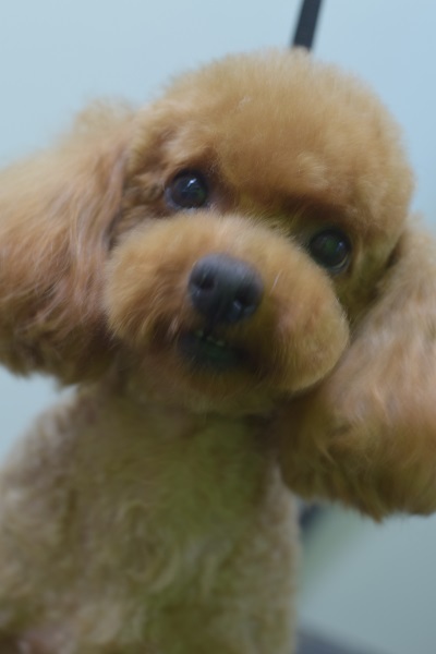 チャッピーちゃんママ、差しれありがとうございます!_b0347262_10080878.jpg