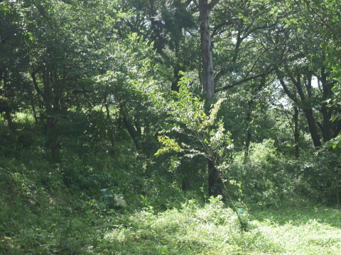 梅雨の晴れ間に令和2年度六国見山見通し調査7・2_c0014967_12291207.jpg