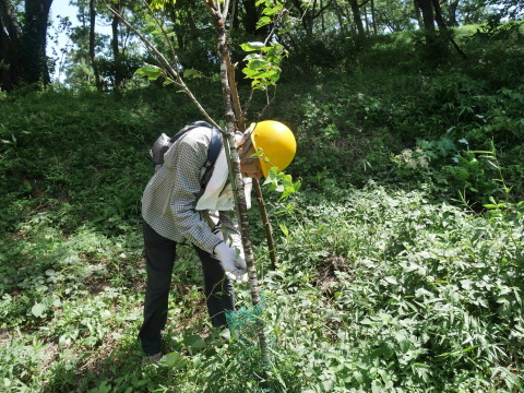 梅雨の晴れ間に令和2年度六国見山見通し調査7・2_c0014967_12293622.jpg