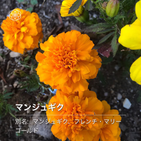ハナノナ 山田南平blog