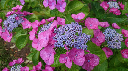 花2題 あじさい&永良部ユリ_f0168873_22451958.jpg