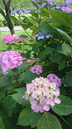 花2題 あじさい&永良部ユリ_f0168873_22460655.jpg