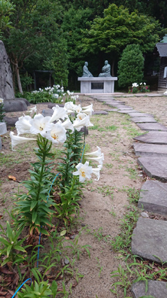花2題 あじさい&永良部ユリ_f0168873_22521737.jpg